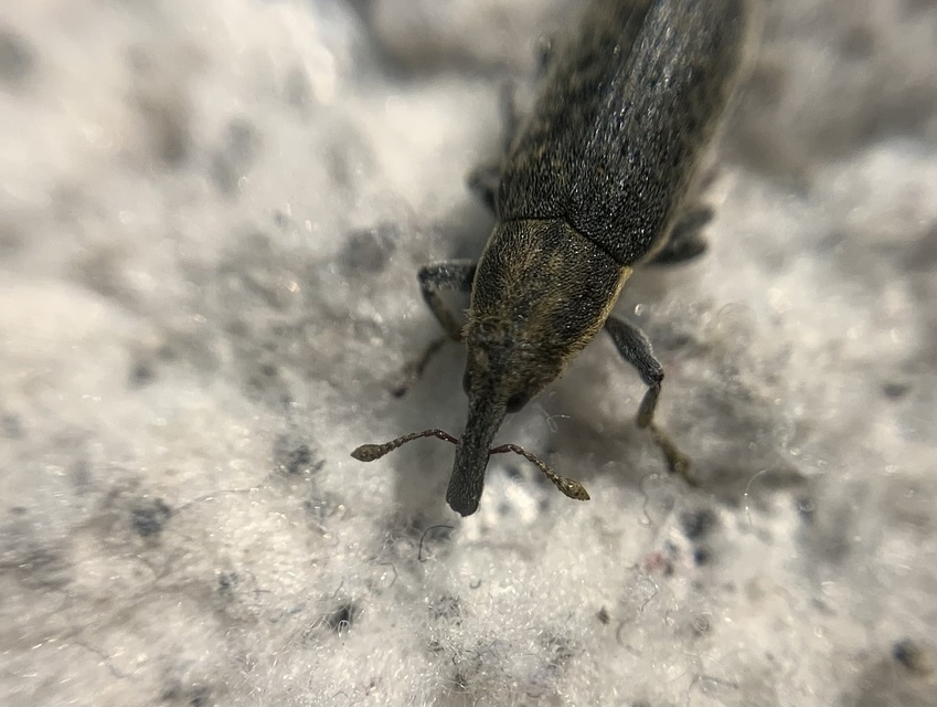 Lixus cardui - bogáncsfúró dudvabarkó