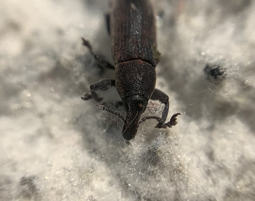 Lixus angustus - rövid dudvabarkó