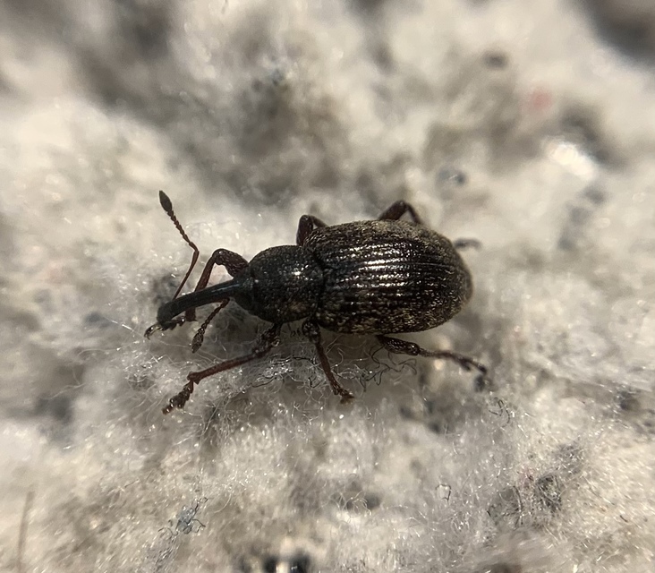Notaris acridulus - közönséges sásormányos