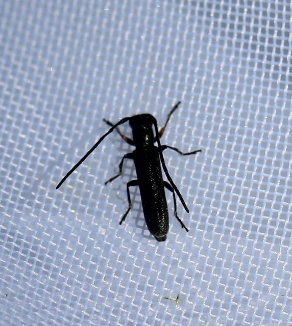 Phytoecia cylindrica - medvelapucincér