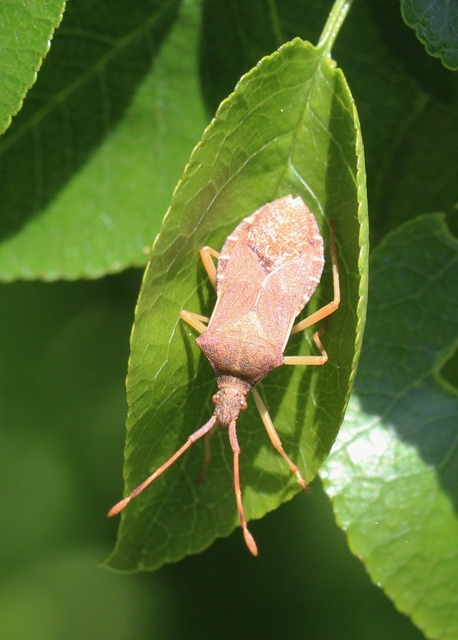 Gonocerus acuteangulatus - aranypetés karimáspoloska