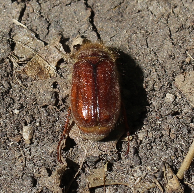 Holochelus vernus - tavaszi cserebogár
