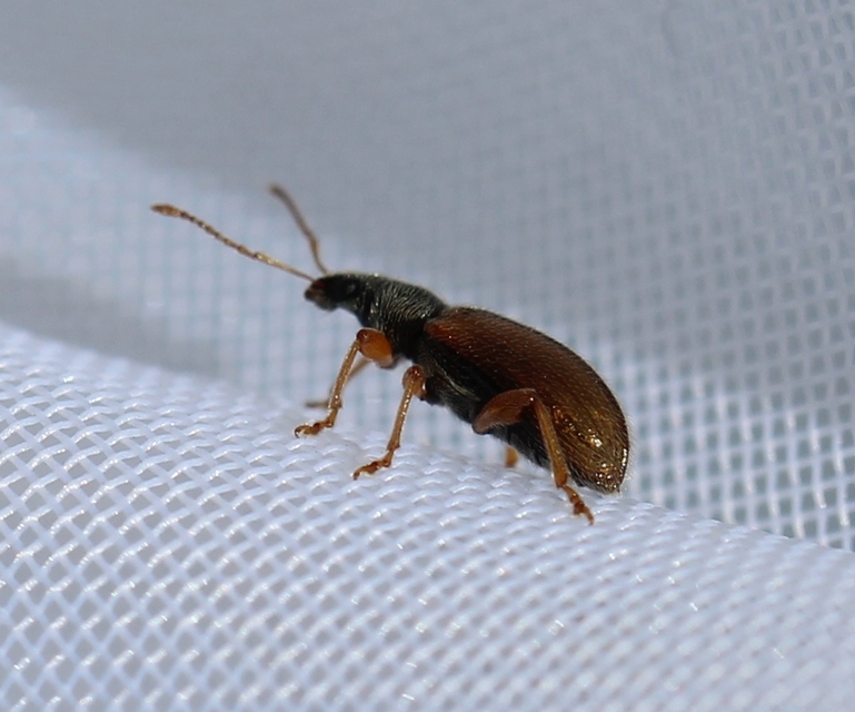 Phyllobius oblongus - közönséges levélormányos