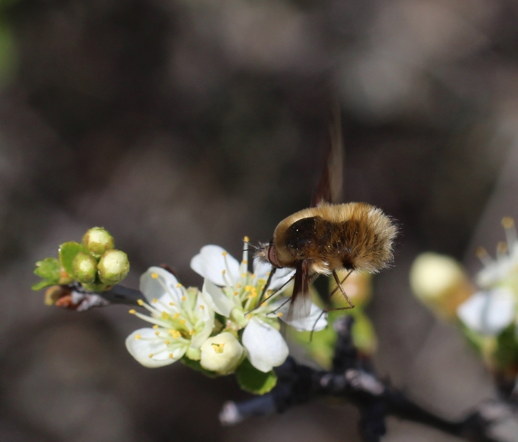 Bombylius major - szegélyes pöszörlégy