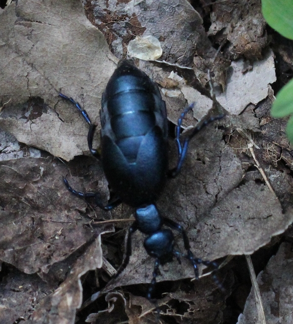 Meloe violaceus - kék nünüke