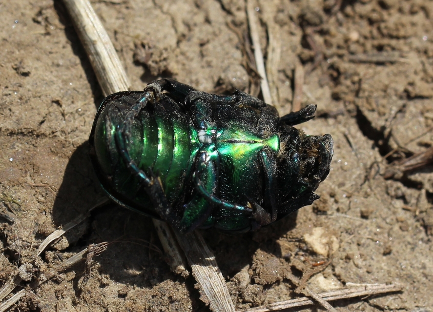 Protaetia affinis - smaragdzöld virágbogár