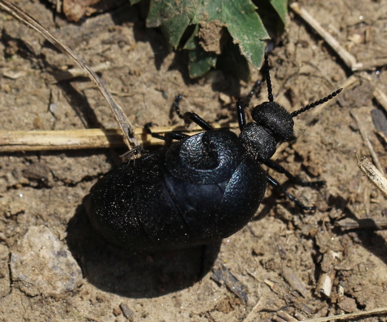 Meloe scabriusculus - érdes nünüke