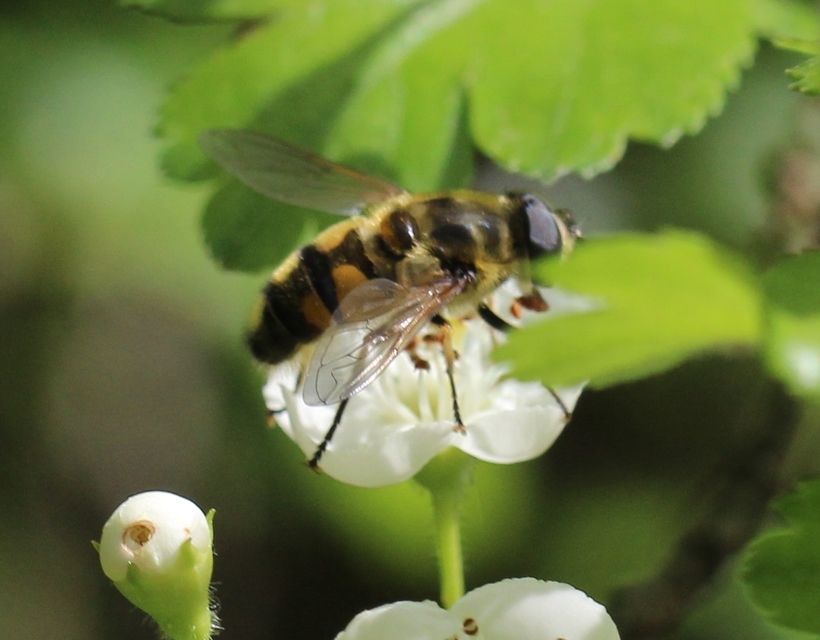 Myathropa florea - halálfejes odúlégy