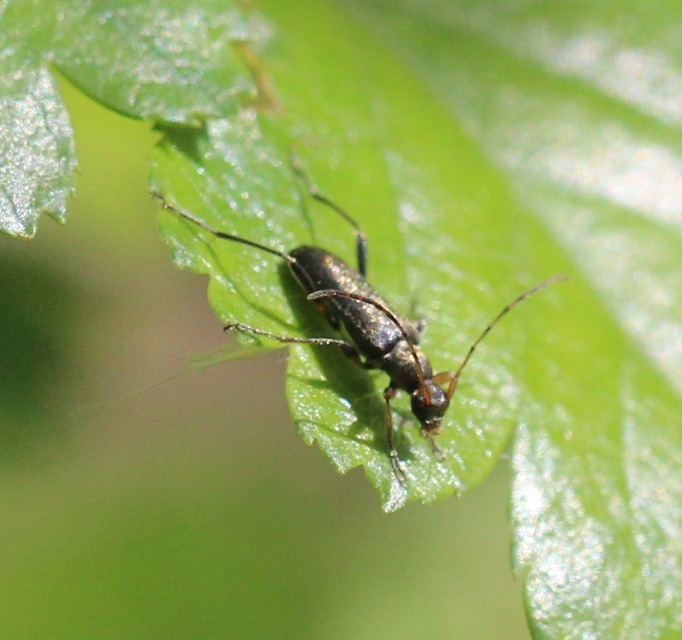 Grammoptera ruficornis - gyűrűscsápú galagonyacincér Grammoptera ruficornis - gyűrűscsápú galagonyacincér