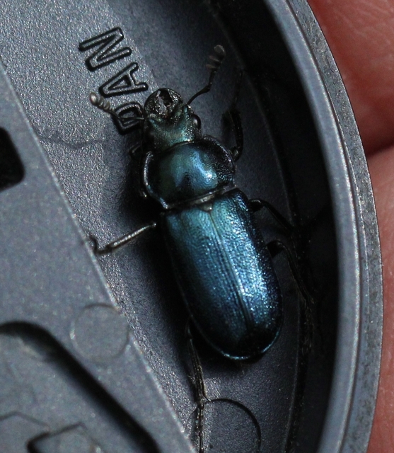Platycerus caraboides - kis fémesszarvasbogár