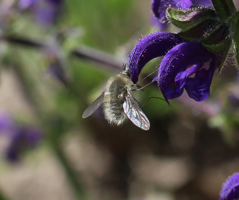 Bombylius cinerascens