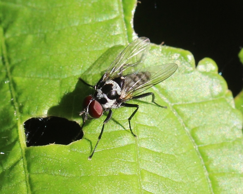 Anthomyiidae - viráglegyek