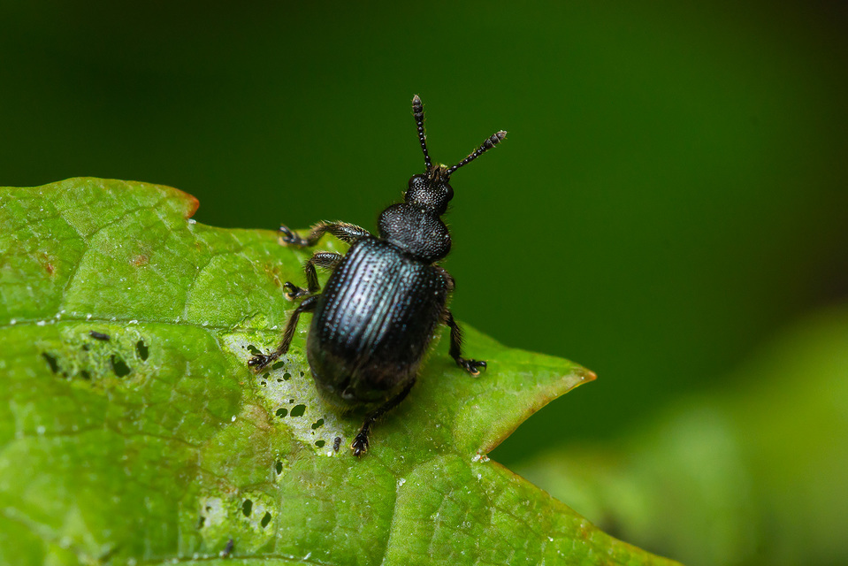 Chonostropheus tristis - juhar-levélsodró Chonostropheus tristis - juhar-levélsodró