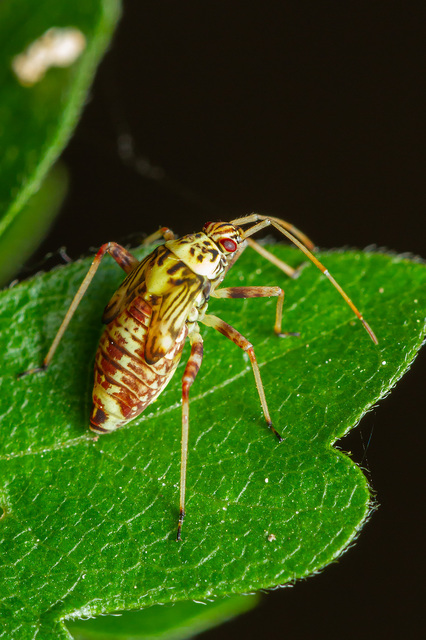 Rhabdomiris striatellus - zebra-mezeipoloska