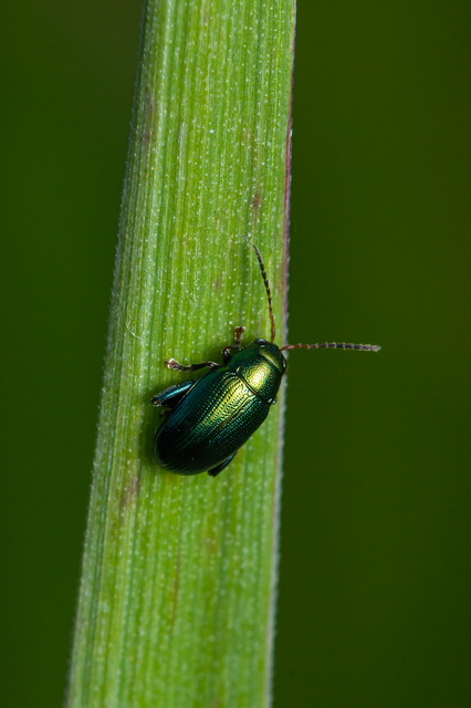 Chaetocnema chlorophana - zöld pázsitfű-földibolha Chaetocnema chlorophana - zöld pázsitfű-földibolha