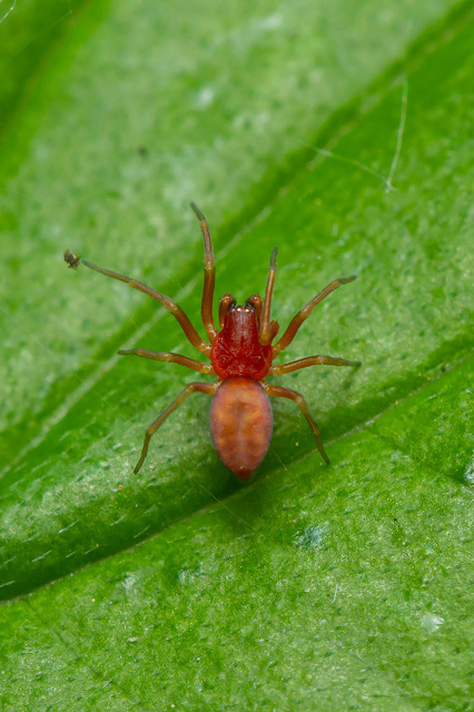 Nigma flavescens - vöröslő hamvaspók