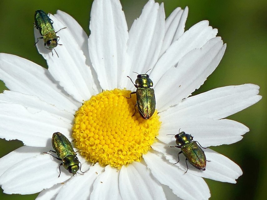 Anthaxia nitidula - ragyogó virágdíszbogár