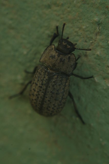 Opatrum sabulosum - sároshátú gyászbogár