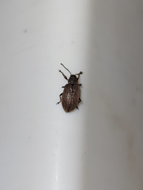 Phyllobius pallidus - tölgy-levélormányos