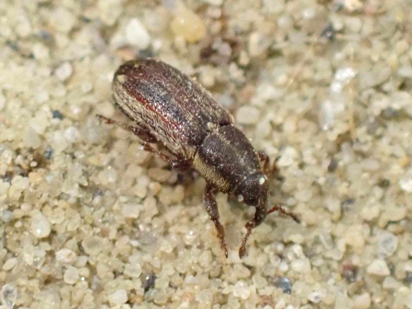 Mecinus circulatus - sávos útifűormányos