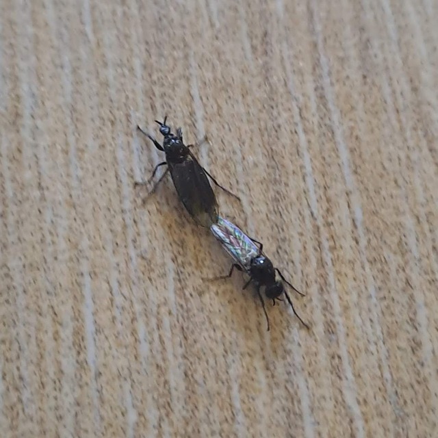 Diptera - Kétszárnyúak
