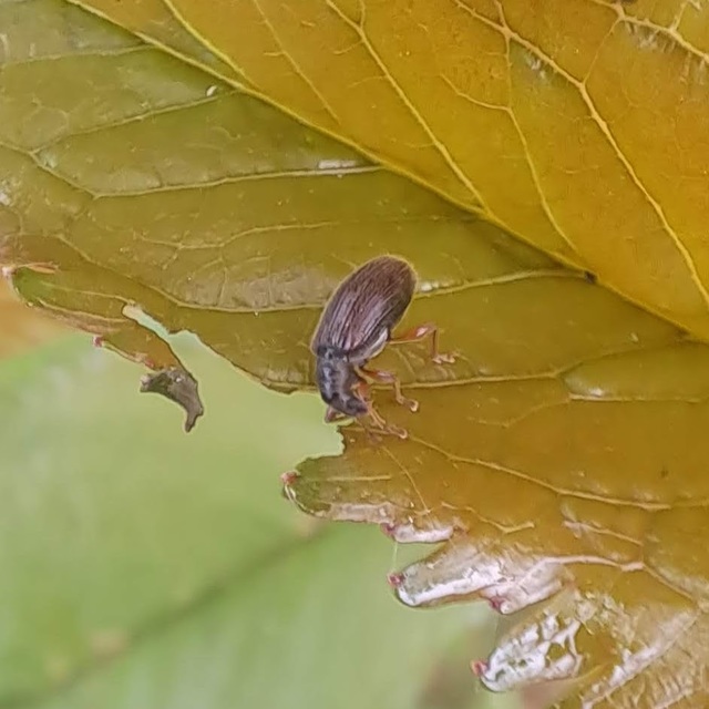 Phyllobius oblongus - közönséges levélormányos
