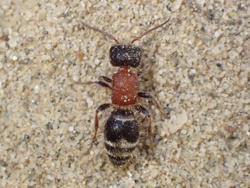 Mutillidae - hangyadarazsak