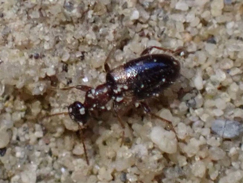 Hirticollis hispidus - szőrös fürgebogár