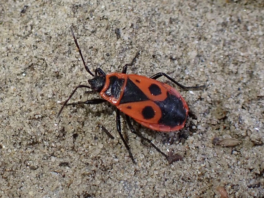 Pyrrhocoris apterus - verőköltő poloska