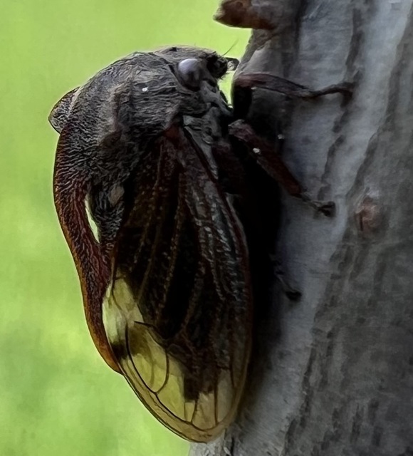 Centrotus cornutus - szarvaskabóca