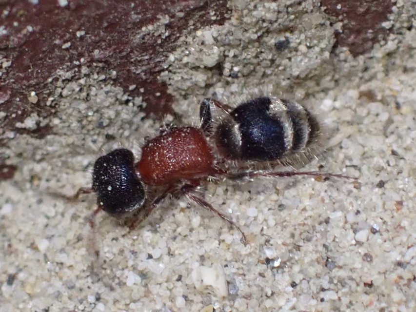 Mutillidae - hangyadarazsak