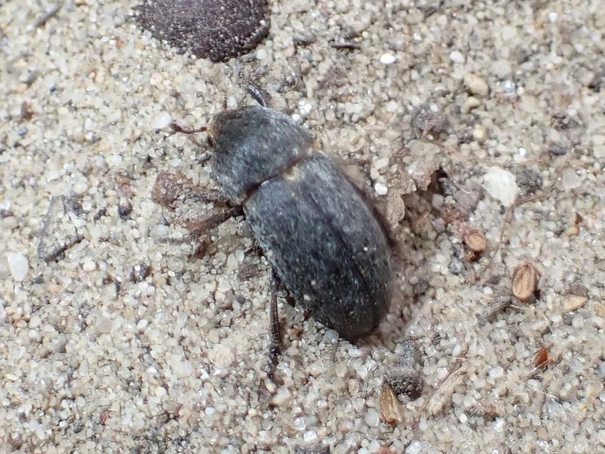 Dermestes laniarius - gyászos porva Dermestes laniarius - gyászos porva