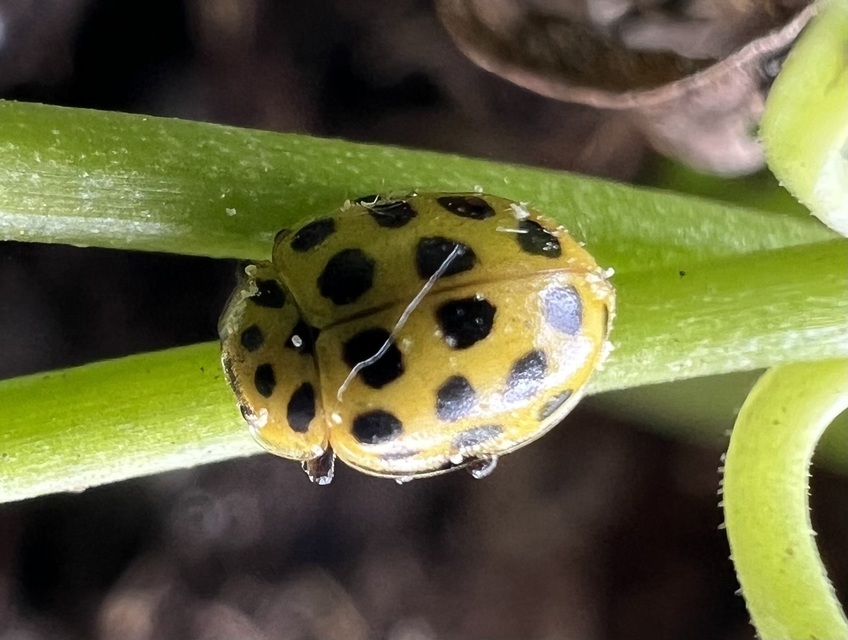 Psyllobora vigintiduopunctata - huszonkétpettyes katica
