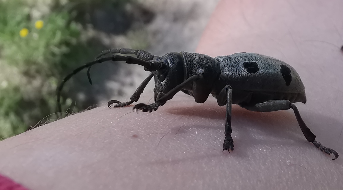 Morimus asper funereus - gyászcincér