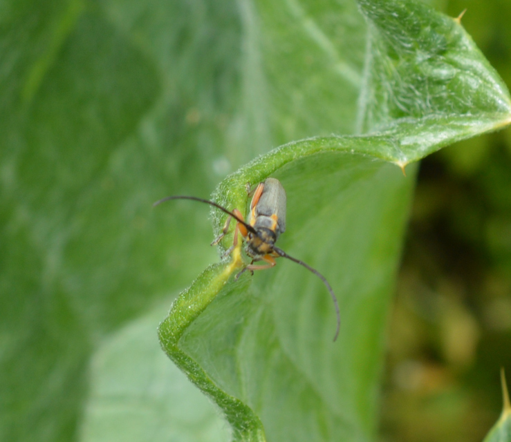Phytoecia icterica - murokcincér Phytoecia icterica - murokcincér