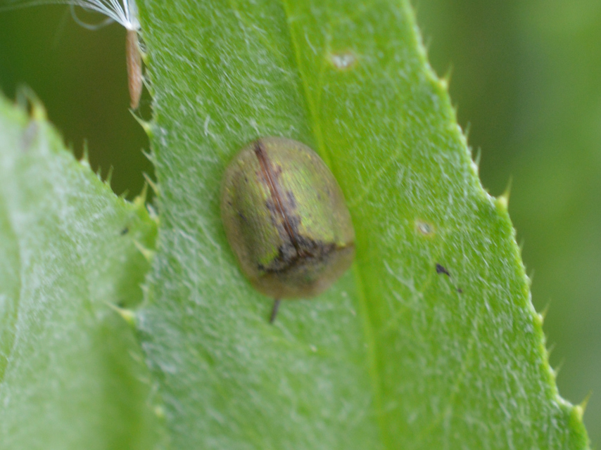 Cassida Cassida