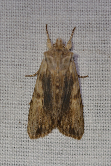 Lithophane socia - barna fabagoly
