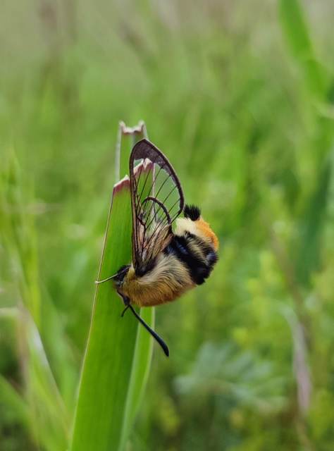 Hemaris tityus - pöszörszender Hemaris tityus - pöszörszender