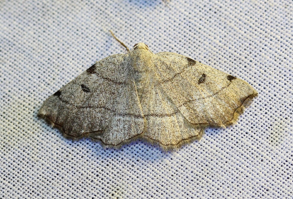 Eilicrinia trinotata - háromjegyű araszoló