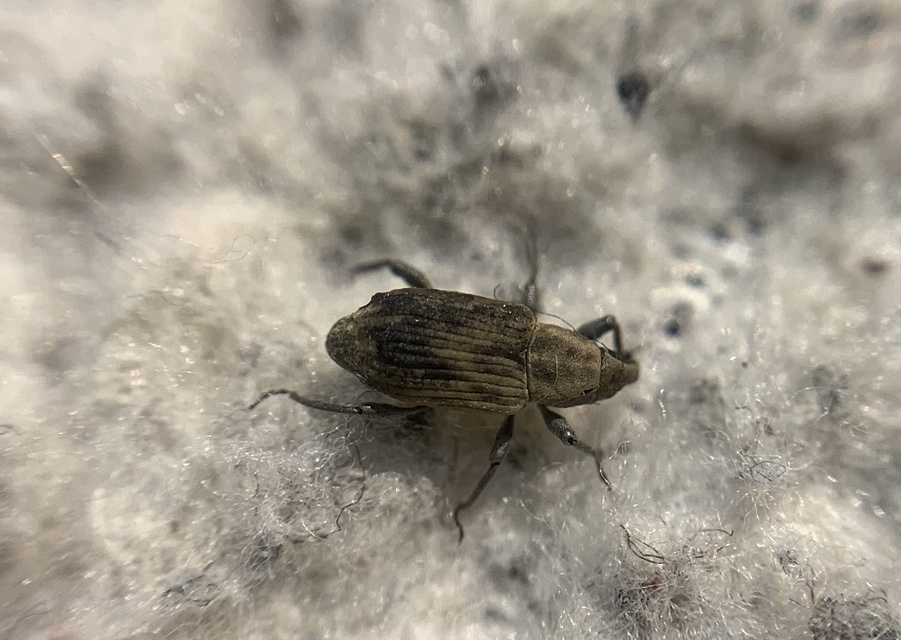 Bagous nodulosus - négypúpú víziormányos