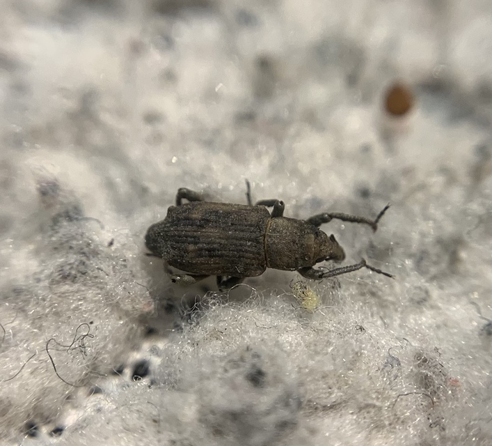 Bagous nodulosus - négypúpú víziormányos
