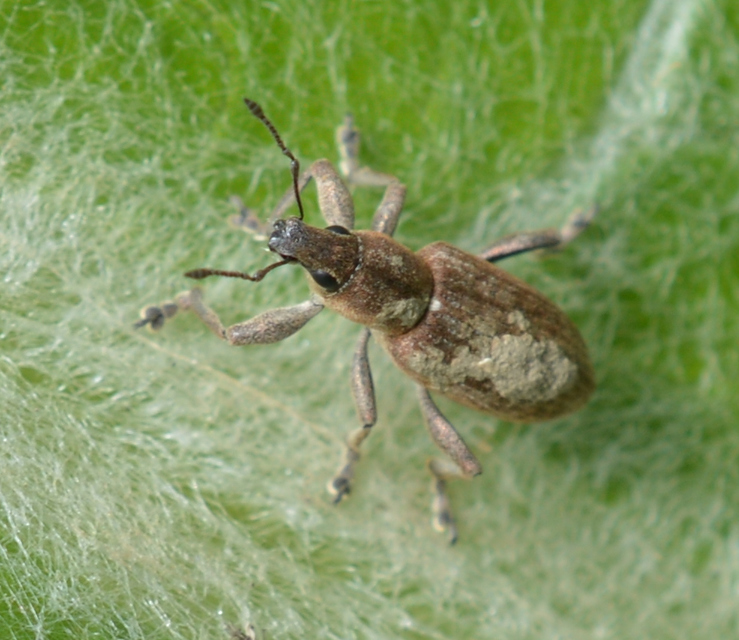 Tanymecus palliatus - közönséges hegyesfarúbarkó