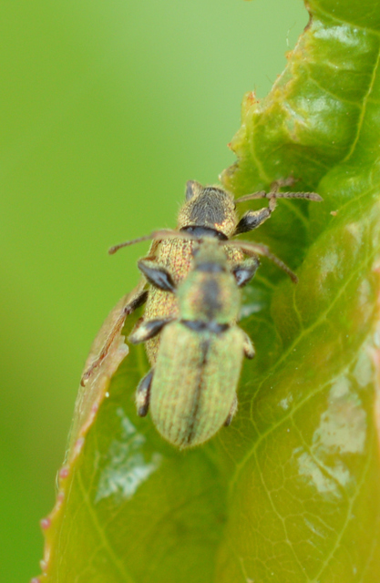 Phyllobius betulinus - változékony levélormányos