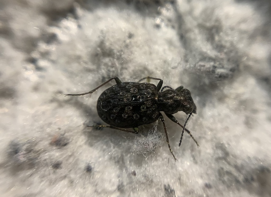 Elaphrus riparius - közönséges iszapfutó
