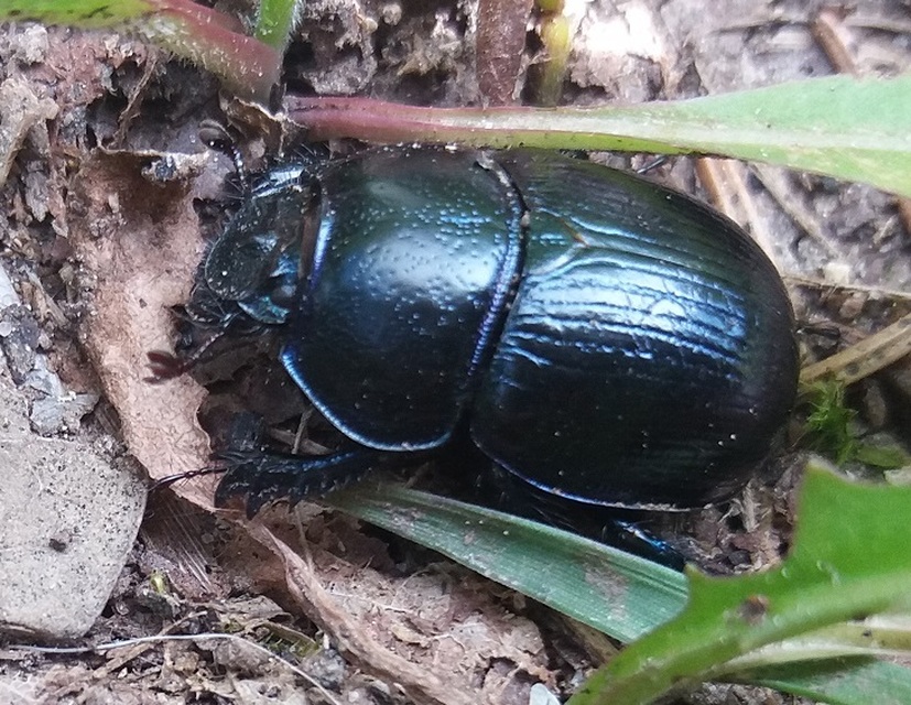 Anoplotrupes stercorosus - erdei álganéjtúró