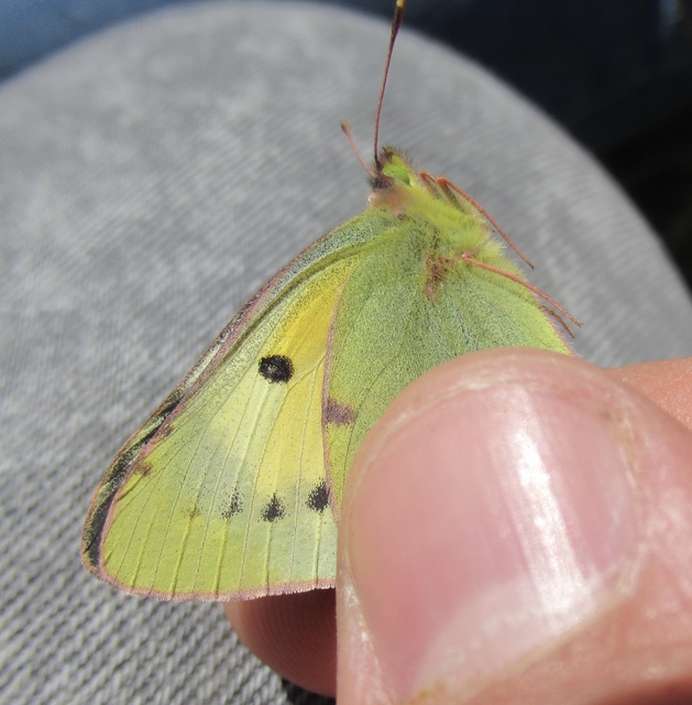 Colias chrysotheme - dolomit-kéneslepke