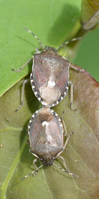 Holcostethus sphacelatus - holdas címerespoloska Holcostethus sphacelatus - holdas címerespoloska