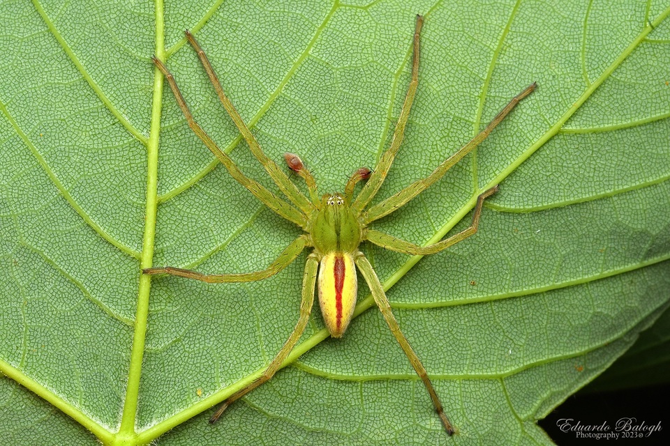 Micrommata virescens - hunyópók