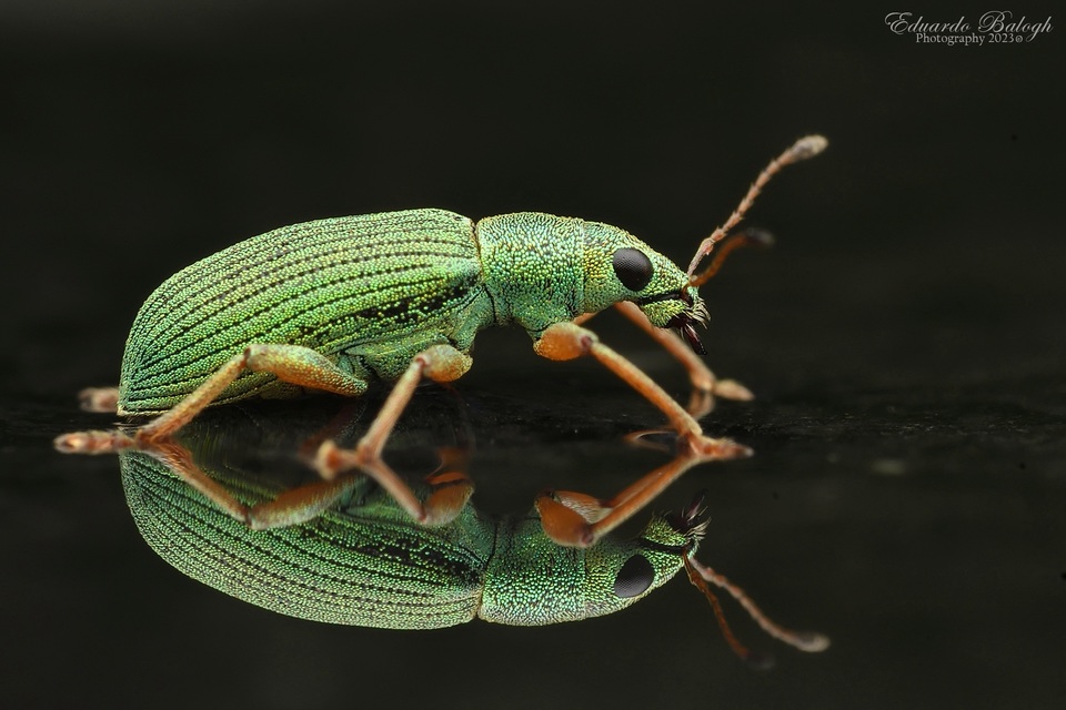 Polydrusus formosus - selymes lombormányos