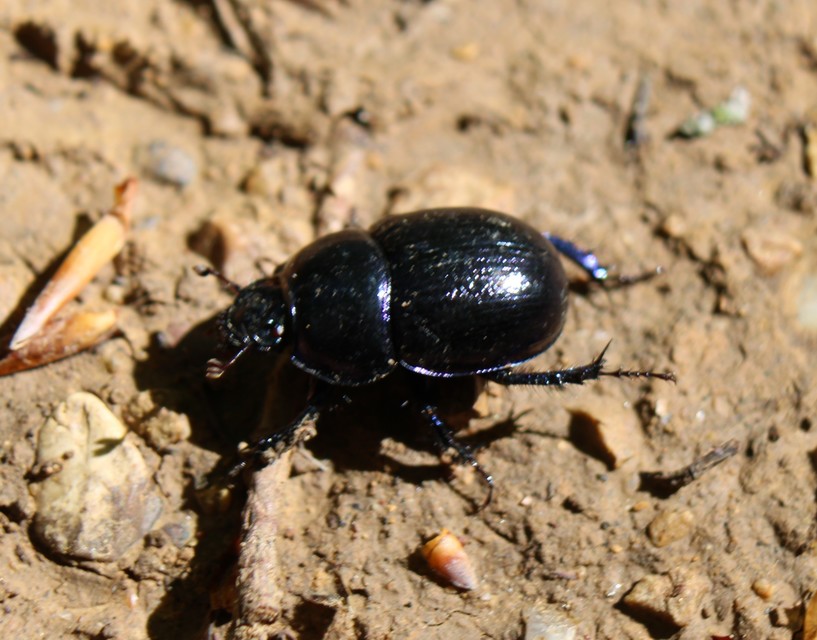 Anoplotrupes stercorosus - erdei álganéjtúró